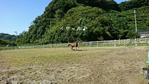 朝晩は肌寒く_b0187620_18494755.jpg