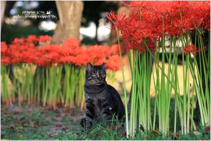 やっぱり、花より猫が好き_f0166234_03031222.jpg