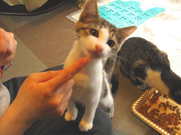 「ペットのおうち」で再掲載!_f0182936_23004297.jpg