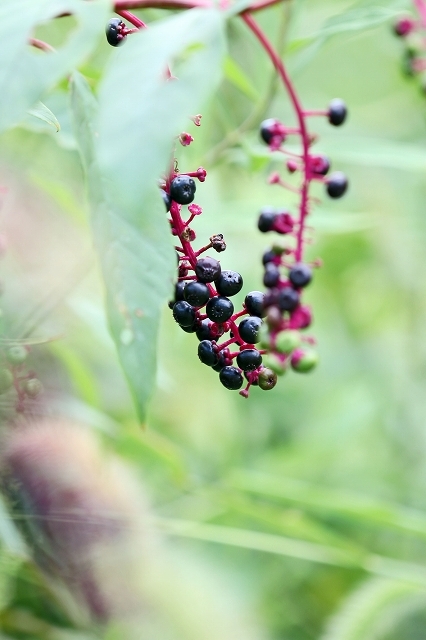 a0242438_22072531.jpg