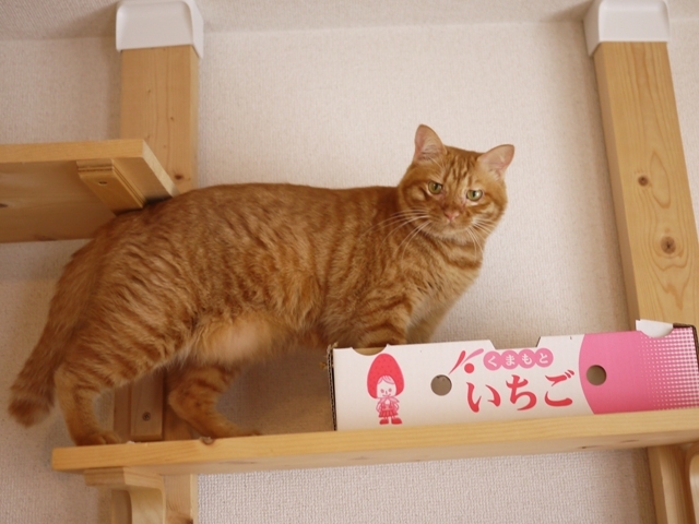 猫のお留守番 タマラちゃん編。_a0143140_22290852.jpg