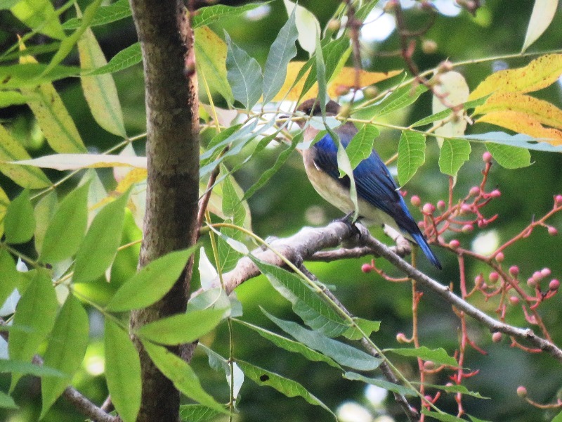 野鳥トレ９４　アオゲラ、オオルリ、キビタキなど_b0227552_20132988.jpg