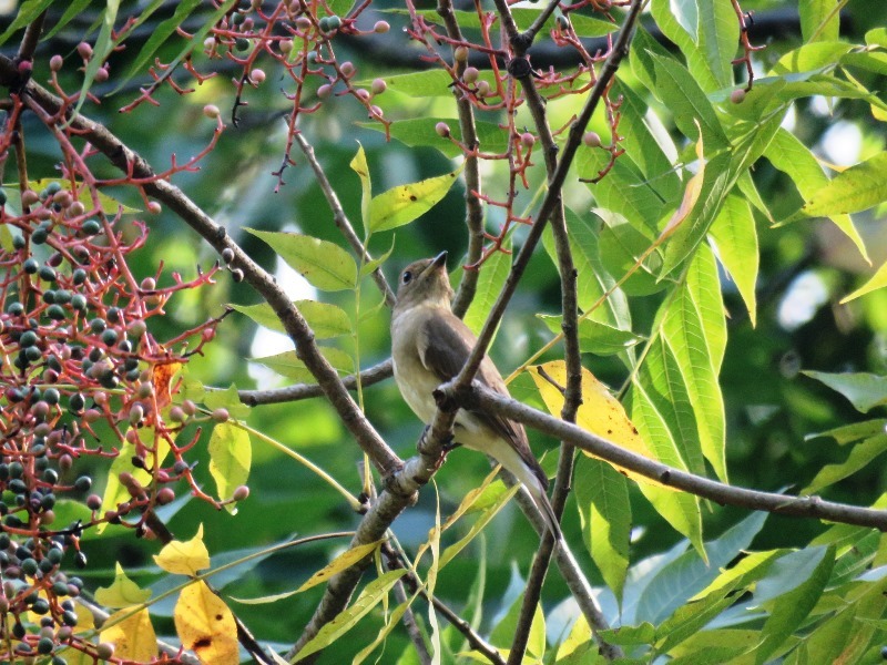 野鳥トレ94 アオゲラ、オオルリ、キビタキなど_b0227552_20140061.jpg