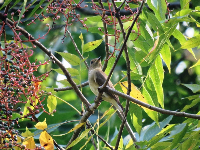 野鳥トレ９４　アオゲラ、オオルリ、キビタキなど_b0227552_20140061.jpg