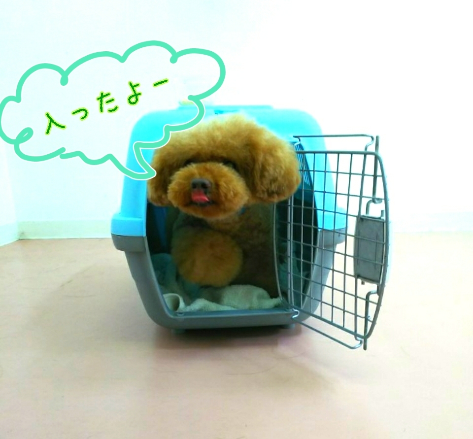 ハウストレーニング!_f0357682_11112803.jpg