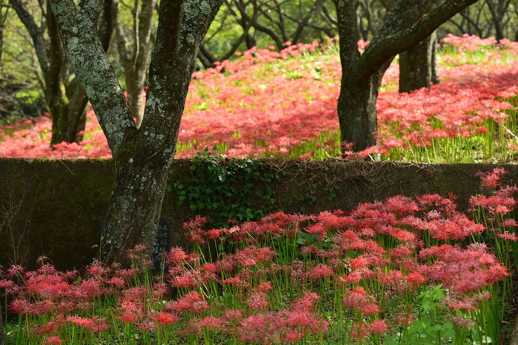 彼岸花_d0288500_14523962.jpg