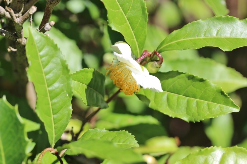 芝生でお茶を！_b0220318_09344790.jpg