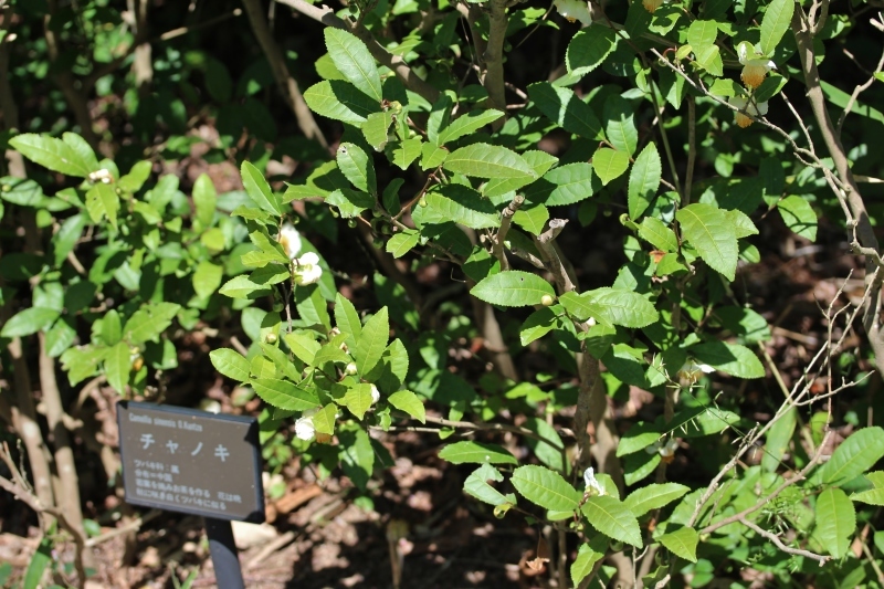 芝生でお茶を！_b0220318_09345630.jpg