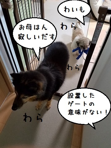 寂しん坊おやじ犬クラブ_f0343323_10434405.jpg