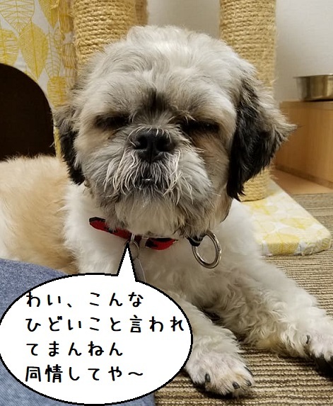 寂しん坊おやじ犬クラブ_f0343323_11132245.jpg