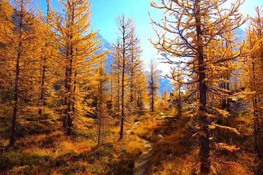 天高く馬肥ゆる秋、黄金の森を歩くオパビンレイクハイキング_d0112928_13383693.jpg