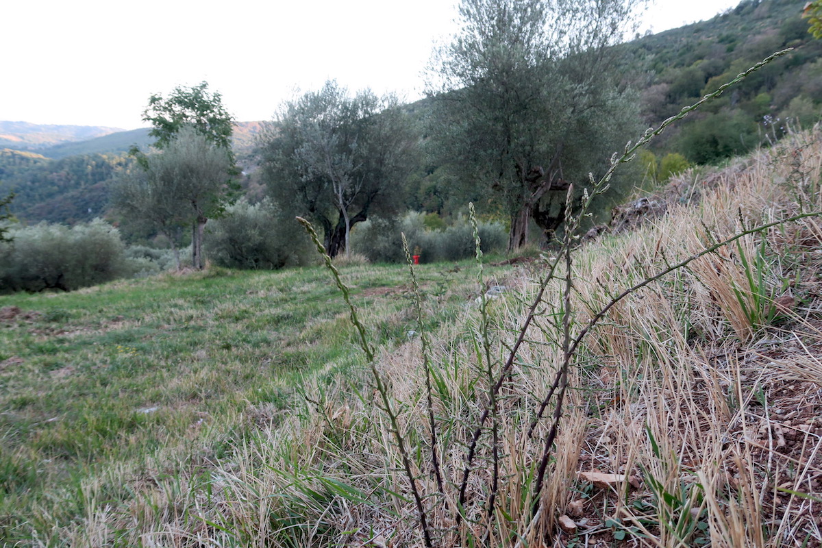 秋なのに育つ野生のアスパラガス、イタリア ペルージャ_f0234936_5102288.jpg