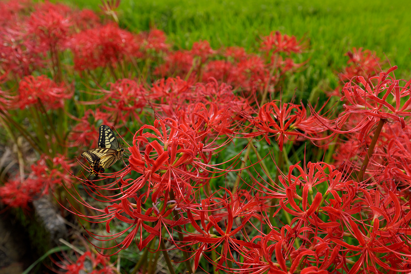 加茂の曼珠沙華_f0155048_22573960.jpg