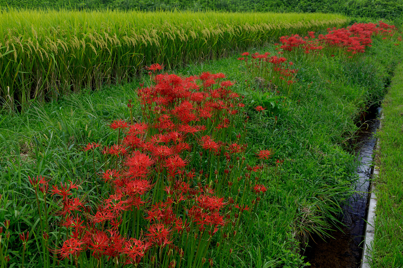 加茂の曼珠沙華_f0155048_22575025.jpg