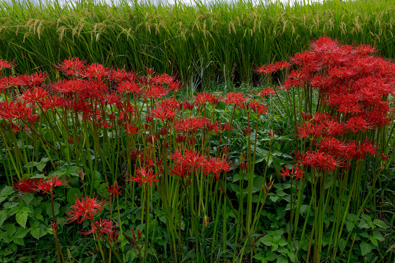 加茂の曼珠沙華_f0155048_2258359.jpg