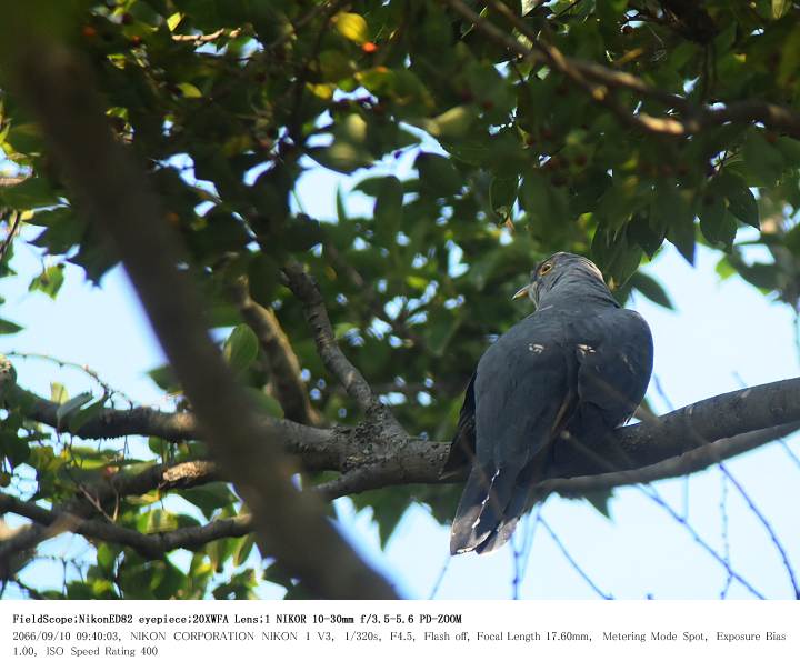 鳥羽井沼自然公園 2017.9.10_c0062451_15561163.jpg