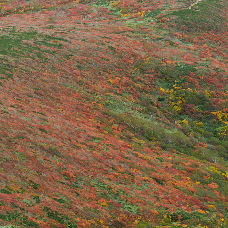 紅葉の栗駒山_b0365377_15592468.jpg