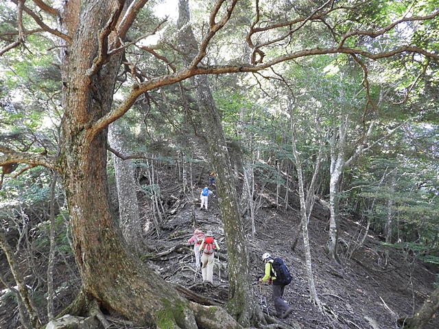 天主山へ、鴨猪登山口から、29日_f0357487_23315075.jpg