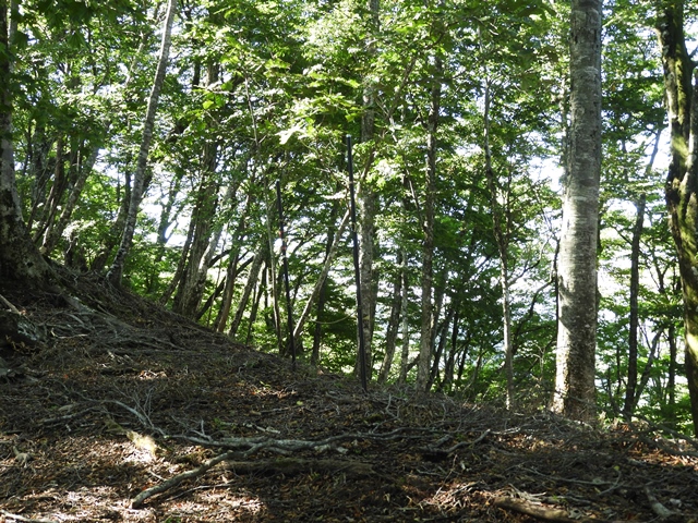 天主山へ、鴨猪登山口から、29日_f0357487_2334274.jpg