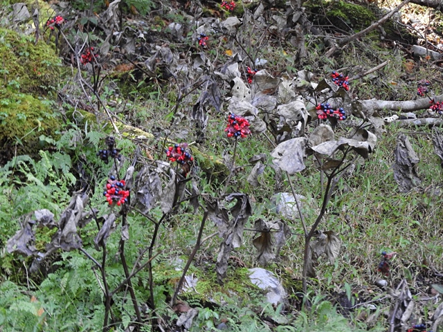 f0357487_2345598.jpg