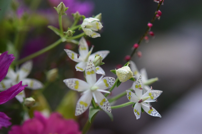 秋の野花の盛り合わせ…父の命日に。。。_e0346002_09552083.jpg