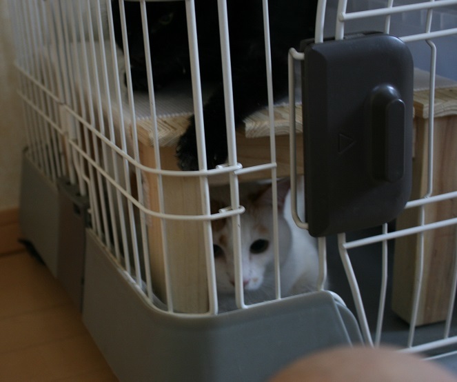 トンちゃん美茶ちゃん 新しいお家へ_f0242002_21385211.jpg