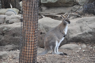 『Taronga Zoo』へ・・・その②_b0143308_23425092.jpg