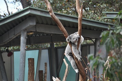 『Taronga Zoo』へ・・・その②_b0143308_23430735.jpg