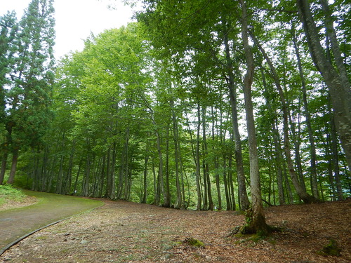 e0243008_1426543.jpg