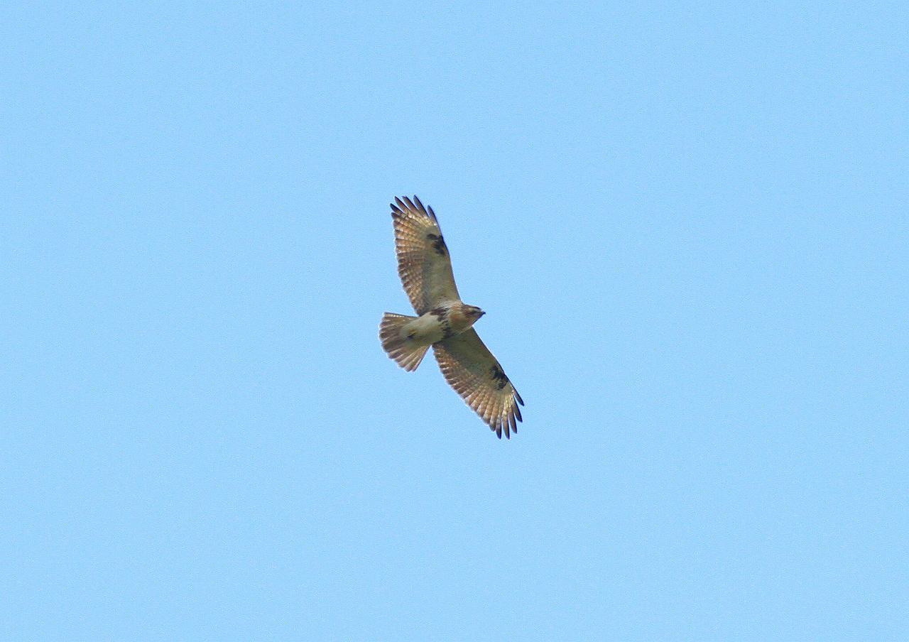 鷹の渡り～府中市・羽高湖森林公園～鵟_d0360910_07044782.jpg