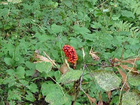 c0009413_23094117.jpg