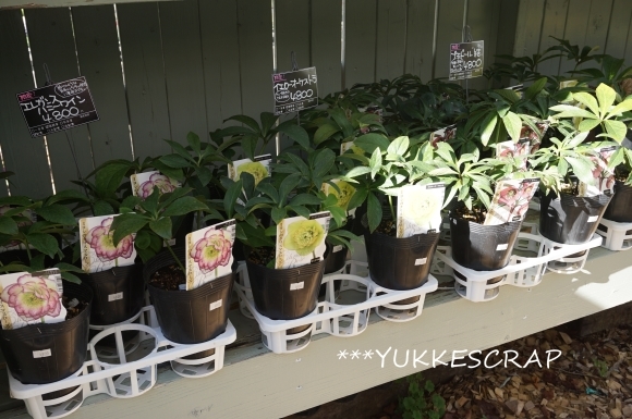 10月のマイガーデン　～クリスマスローズの植え付け～_d0348118_18331205.jpg