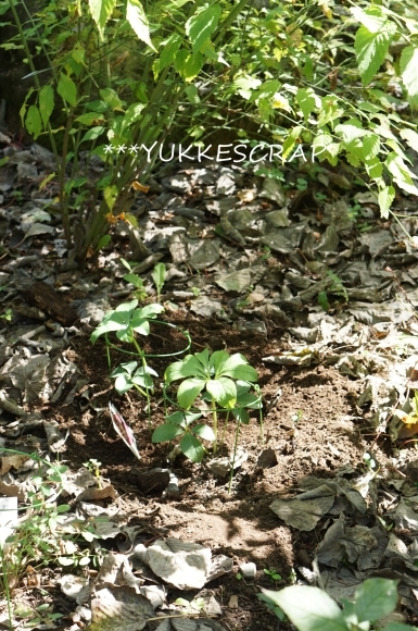 10月のマイガーデン　～クリスマスローズの植え付け～_d0348118_18422508.jpg