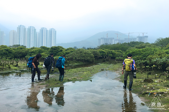 566 Tung Chung Bay ～鳥のエキスパートと回る香港の干潟～_c0211532_19311588.jpg