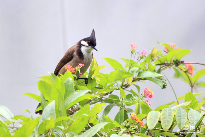 566 Tung Chung Bay ～鳥のエキスパートと回る香港の干潟～_c0211532_20255381.jpg