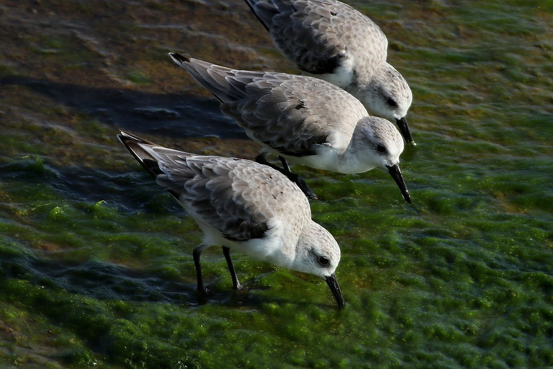 海辺の鳥さん・２_f0327034_14233451.jpg