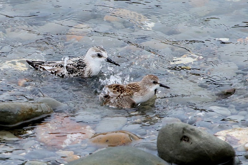 海辺の鳥さん・２_f0327034_14243259.jpg