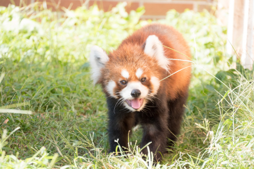 東武動物公園へ。_d0364545_16405310.jpg