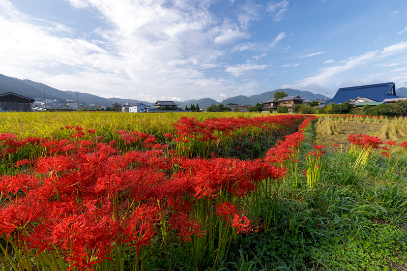 亀岡・曽我部　重利天満宮周辺の彼岸花_f0155048_1859133.jpg