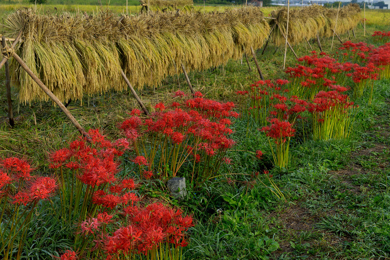 亀岡・曽我部　重利天満宮周辺の彼岸花_f0155048_18592461.jpg