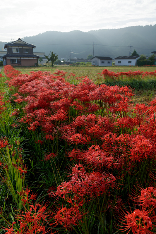 亀岡・曽我部　重利天満宮周辺の彼岸花_f0155048_1904558.jpg