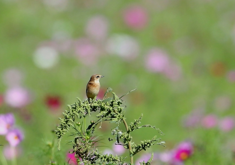 コスモスの花とノビタキ_f0366449_22042761.jpg