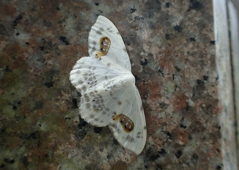 d0146854_08062930.jpg