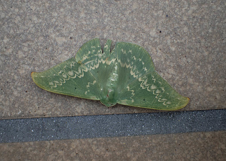 d0146854_08072239.jpg