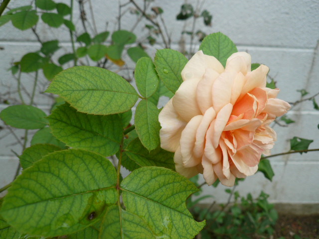 c0043055_16231072.jpg