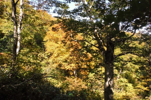 14年目の船形山山頂小屋へ薪の荷揚げ_c0294658_19403998.jpg