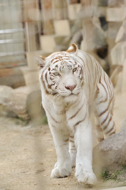 美しき、白い虎たち : 蜜蜂的写真日記