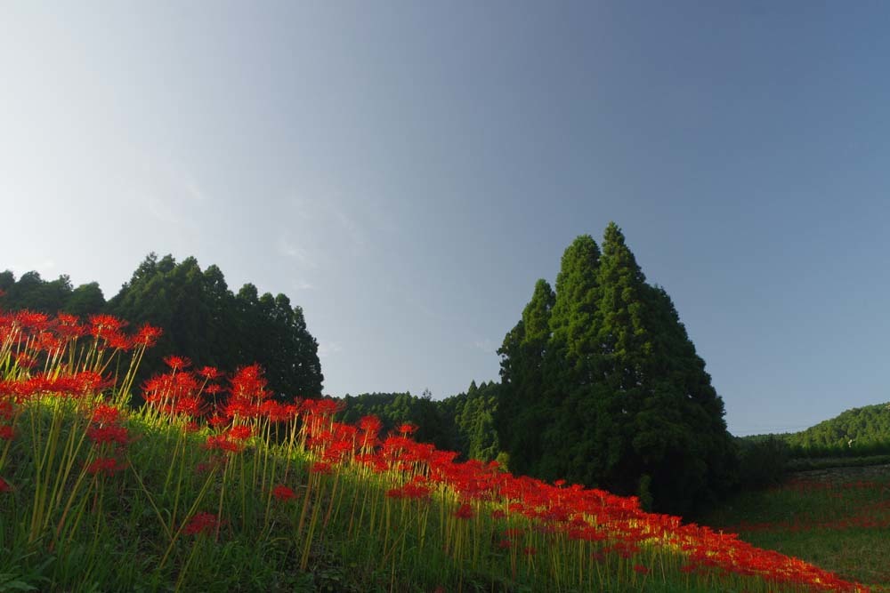 彼岸花終焉_c0116464_19001484.jpg