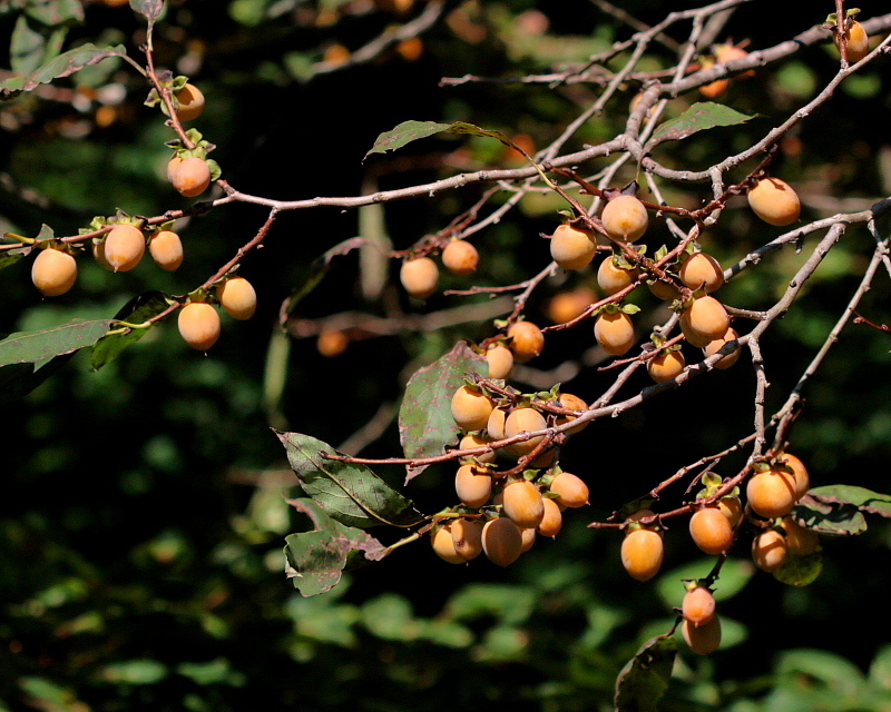 c0305565_17450434.jpg