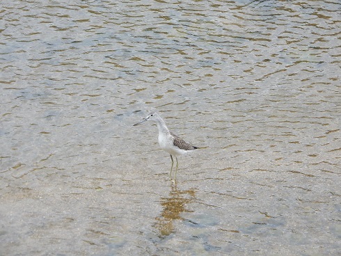 河口のスマートな鳥_e0175370_21200175.jpg